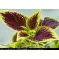 Asian garden indoesnisa Common Coleus  tropical  flower seeds for growing